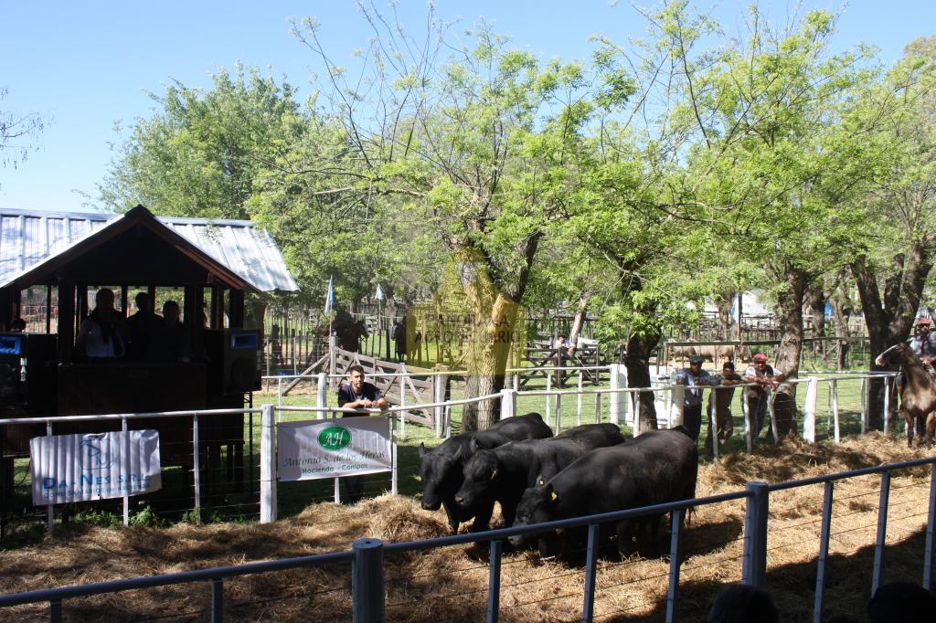 Exposición Rural de Tapalqué