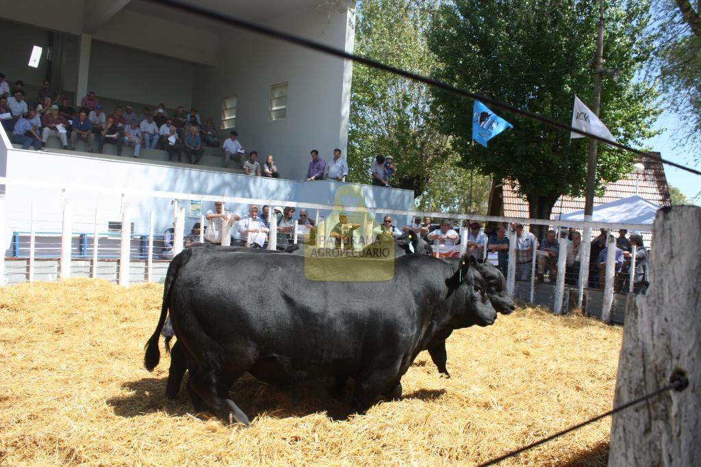 Exp. SR de Olav. Nac. Angus de Primavera