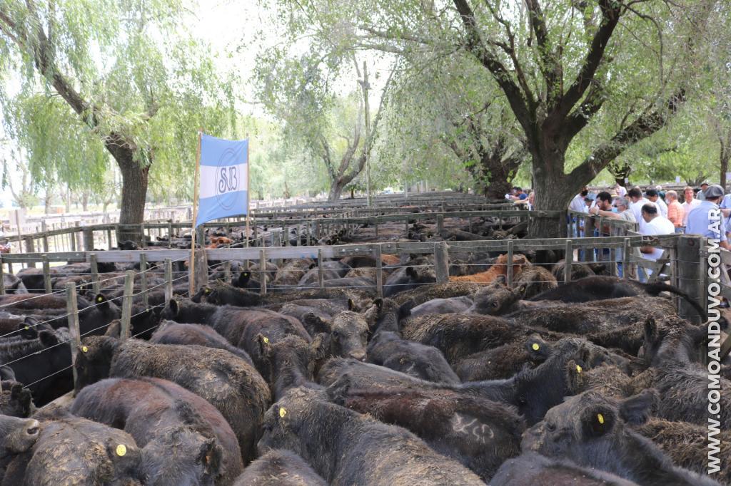 Sáenz Valiente, Bullrich y Cía. 