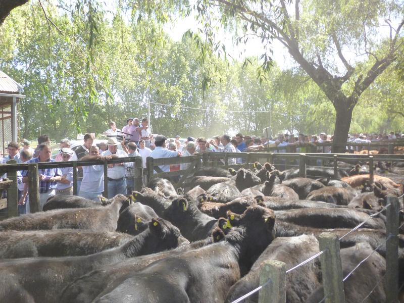 Sáenz Valiente, Bullrich y Cía. 