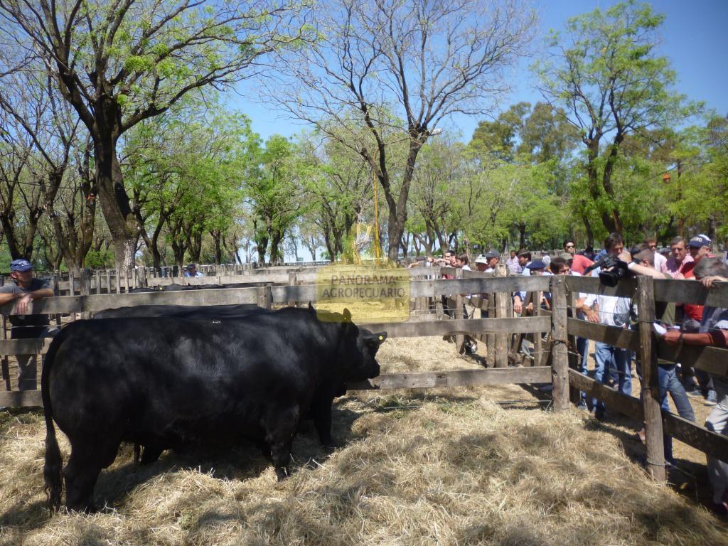 El Hinojo de Bru