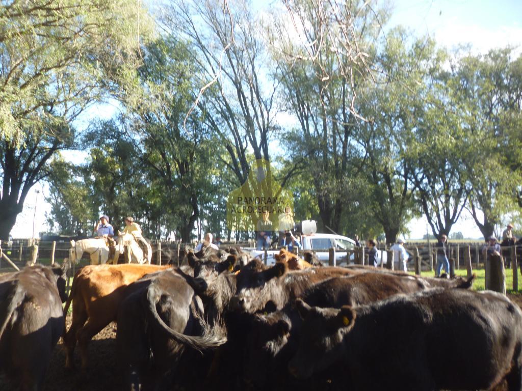 Madelan S.A.
