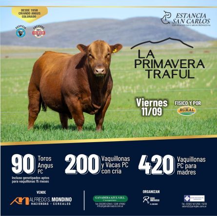 Primavera Traful - Azul - Viernes 11 de Septiembre