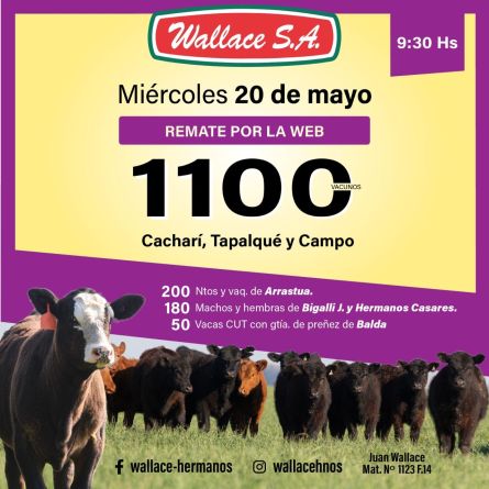 Wallace - Internet - Miercoles 20 de Mayo